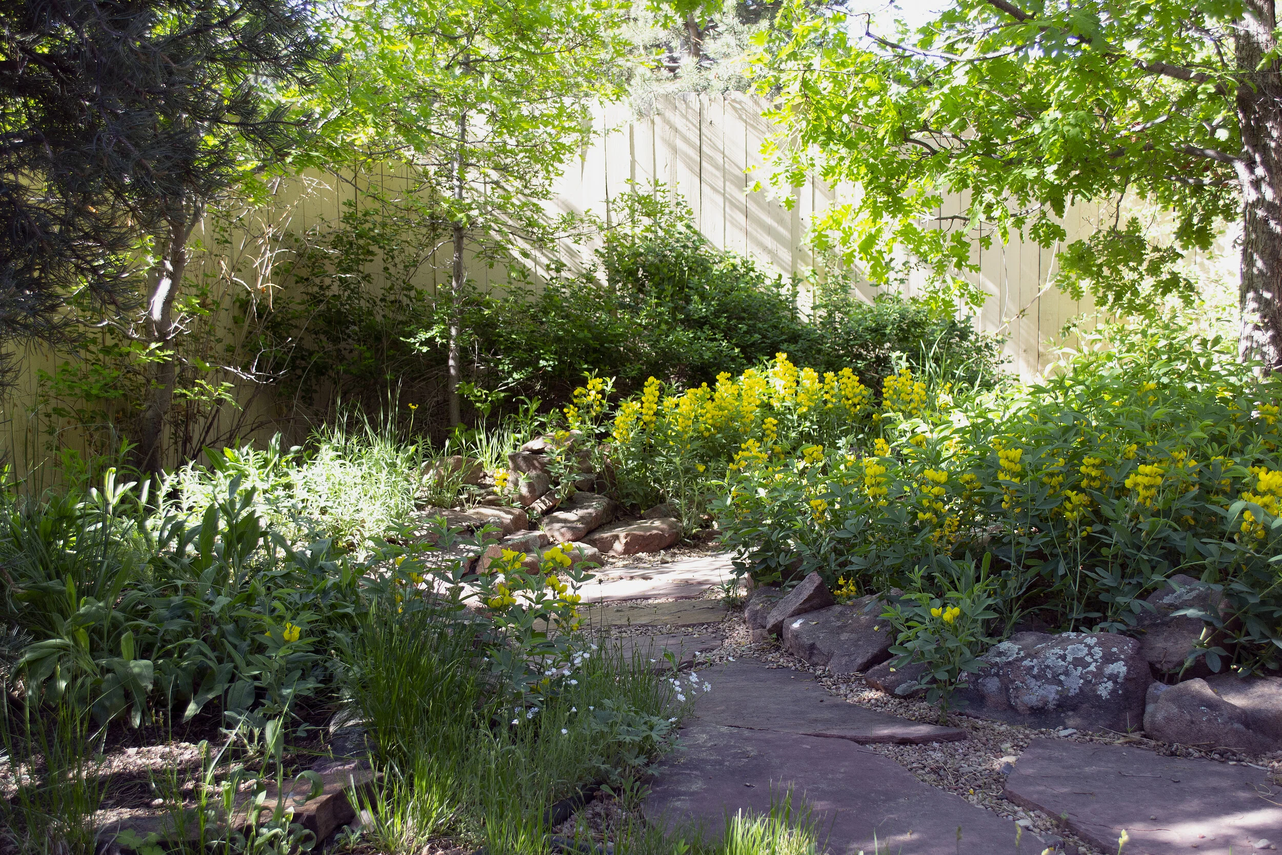 Photo Gallery of Native Plants in Dave Sutherland's Home Xeriscape